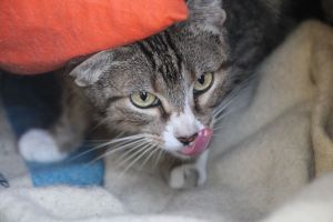 Corina Bild von Corina