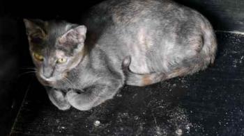 Bild von Afra