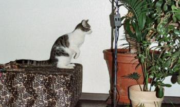 Irina Bild von Irina