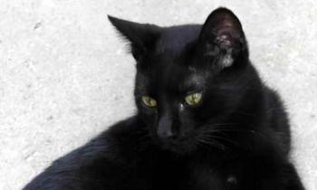 Chaka Bild von Chaka