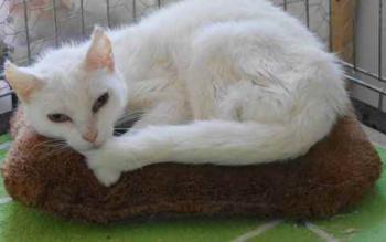 Blanqui Bild von Blanqui