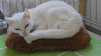 Blanqui Bild von Blanqui