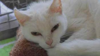 Blanqui Bild von Blanqui