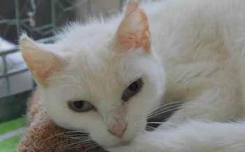 Blanqui Bild von Blanqui