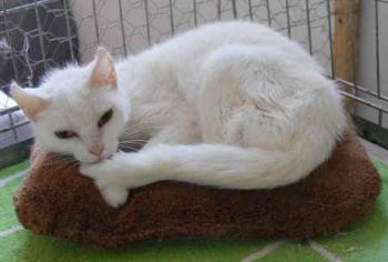 Blanqui Bild von Blanqui