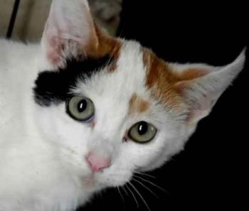 Niusha Bild von Niusha