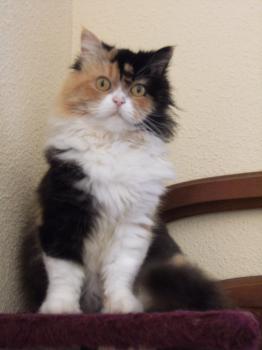 Rufina Bild von Rufina