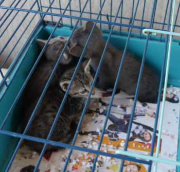 Bild von Shiro