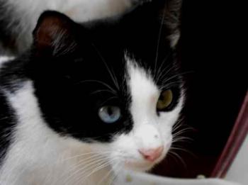 Bild von Ashkii