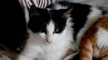 Chitto Bild von Chitto