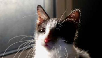 Chitto Bild von Chitto