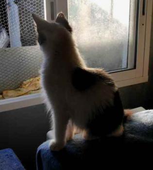 Chitto Bild von Chitto