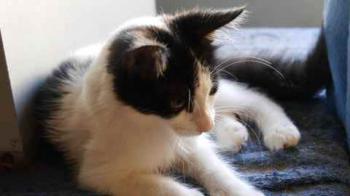 Chitto Bild von Chitto