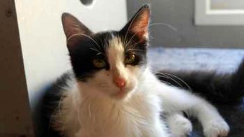 Chitto Bild von Chitto