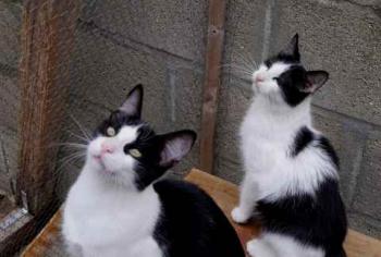 Chitto Bild von Chitto