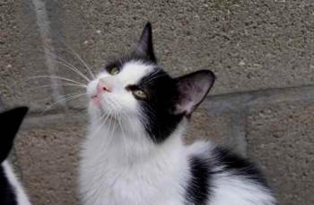 Chitto Bild von Chitto
