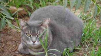 Shari Bild von Shari