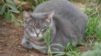 Shari Bild von Shari