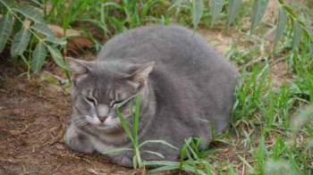 Shari Bild von Shari