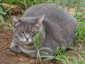 Shari Bild von Shari