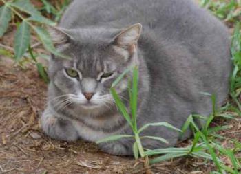Shari Bild von Shari