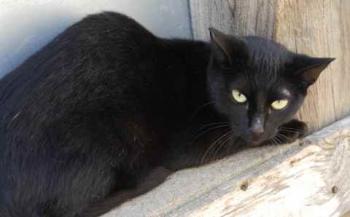 Nubia Bild von Nubia