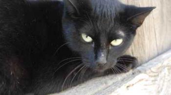 Nubia Bild von Nubia