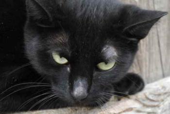 Nubia Bild von Nubia