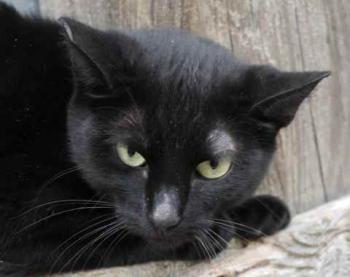 Nubia Bild von Nubia