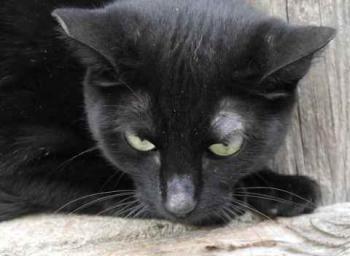 Nubia Bild von Nubia