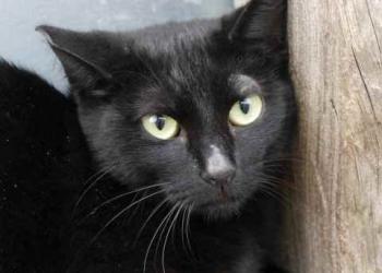 Nubia Bild von Nubia