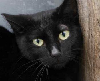 Nubia Bild von Nubia