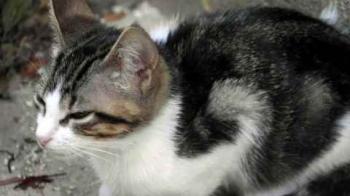 Bild von Cherie