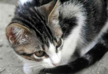 Bild von Cherie