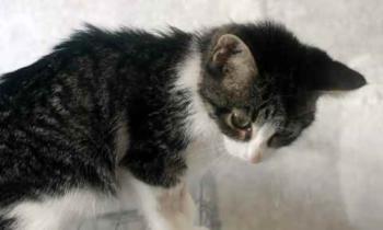 Bild von Cherie
