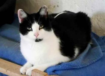 Blacky Bild von Blacky