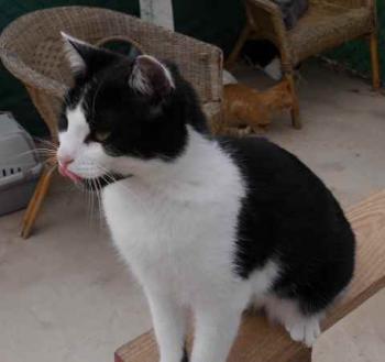 Blacky Bild von Blacky