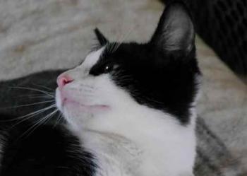 Nantai Bild von Nantai