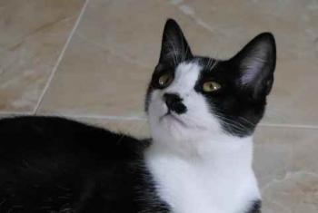 Noshi Bild von Noshi
