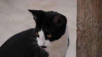 Noshi Bild von Noshi