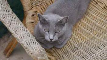 Nikita Bild von Nikita