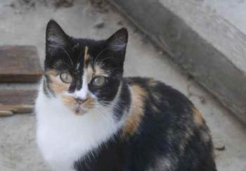 Katy Bild von Katy
