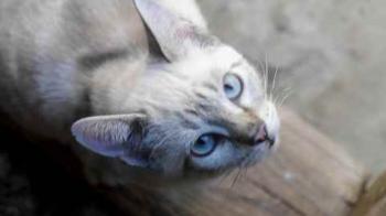 Bild von Frodo