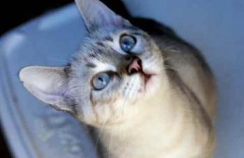 Bild von Frodo