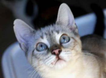 Bild von Frodo