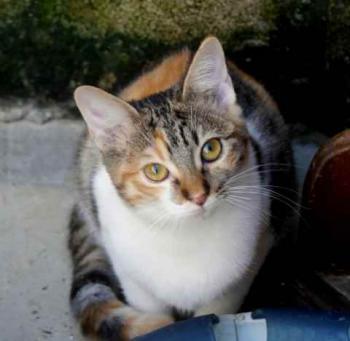 Lisha Bild von Lisha
