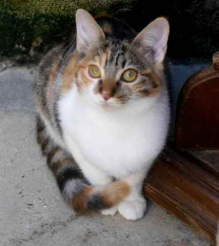 Lisha Bild von Lisha
