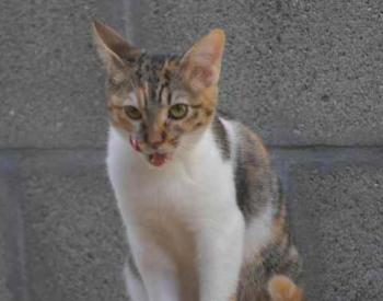 Lisha Bild von Lisha