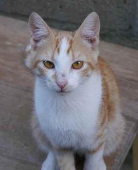 Lui Bild von Lui