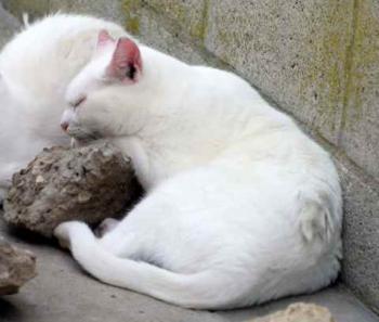 Nieves Bild von Nieves